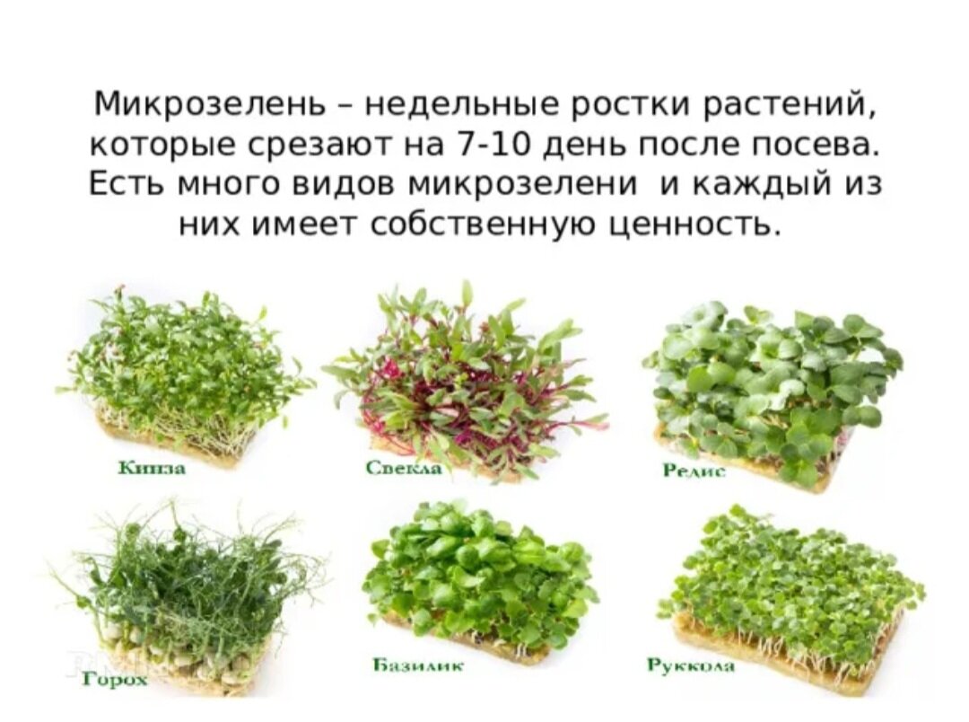 Польза микрозелени для организма