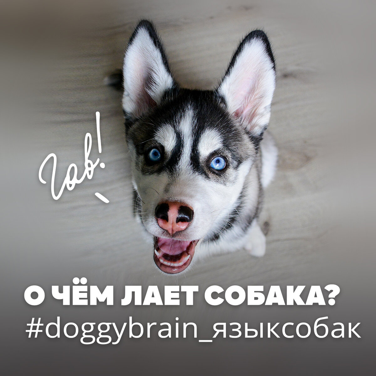 О чём лает собака? | Собачка головного мозга - Doggy Brain | Дзен