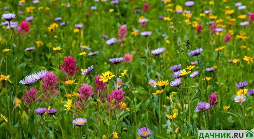 Самые красивые луговые цветы (50 видов с фото и описанием)