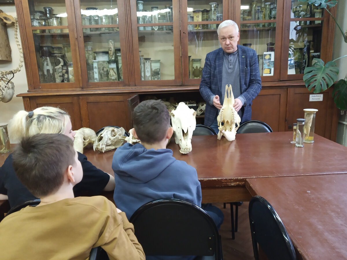 Работа с коллекцией черепов Млекопитающих