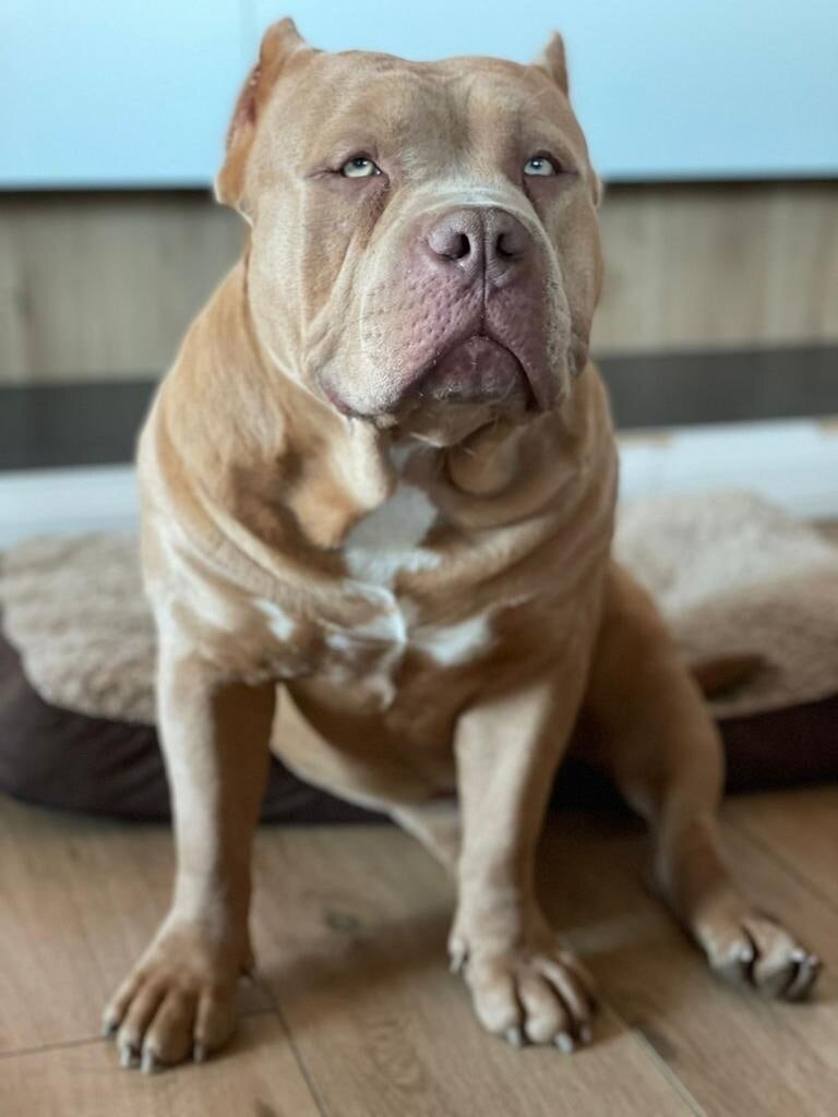 Культурный и воспитанный джентельмен Сэм