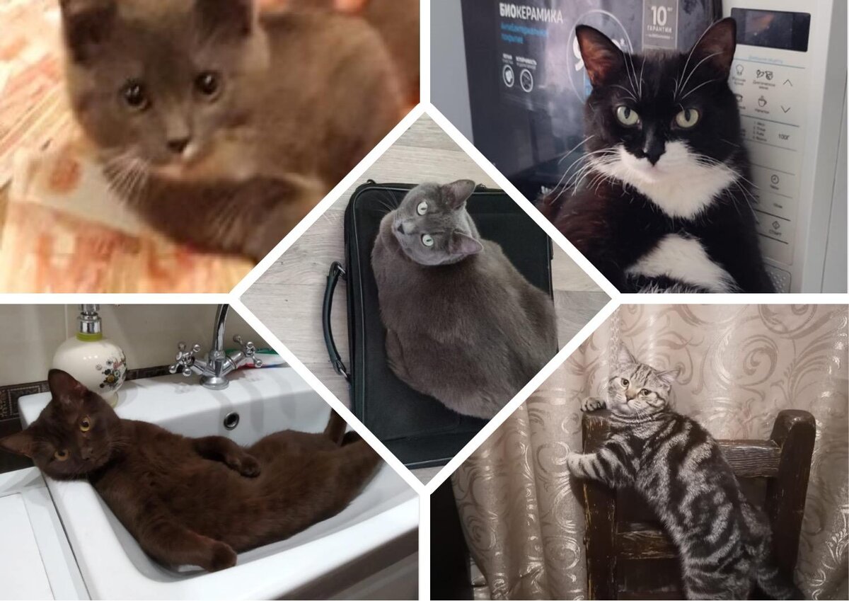 штат огайо катастрофа 2023. катастрофа 2023 с котом.