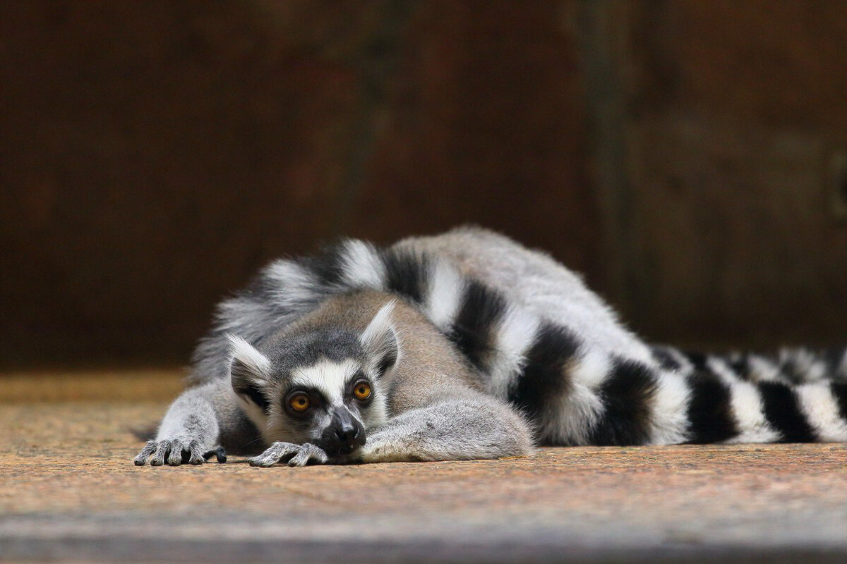    Фото: https://t.me/lenzoopark/876