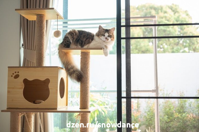 10 способов развлечь кошку в маленькой квартире | КотоВедение | Дзен