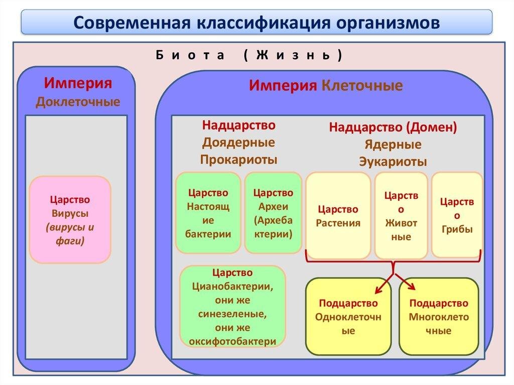 Схема многообразие организмов