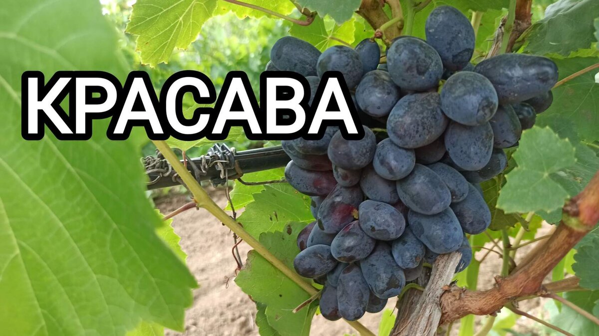 Форма Красава