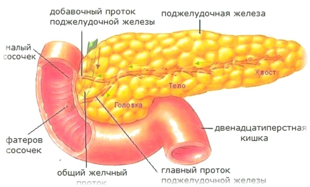 Организм человека поджелудочная