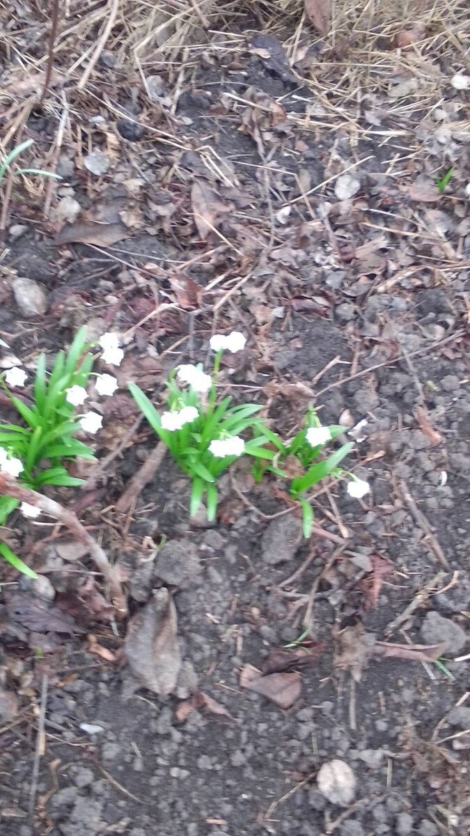 Учение с печеньем