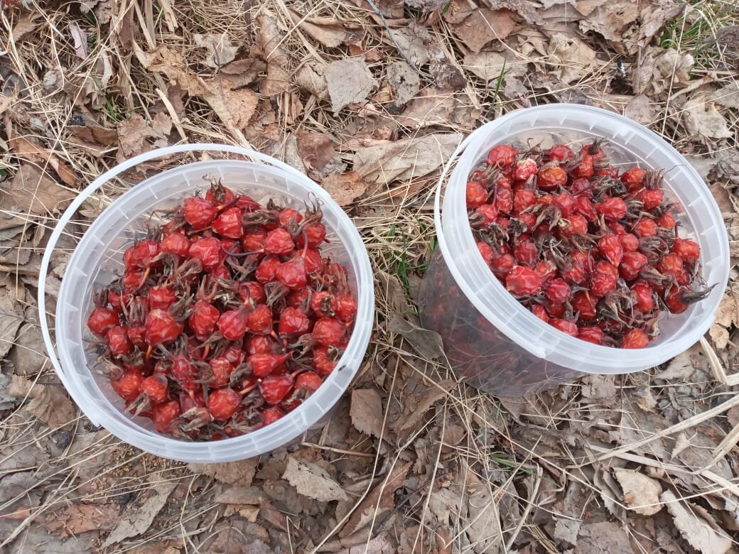 Шиповник весенний