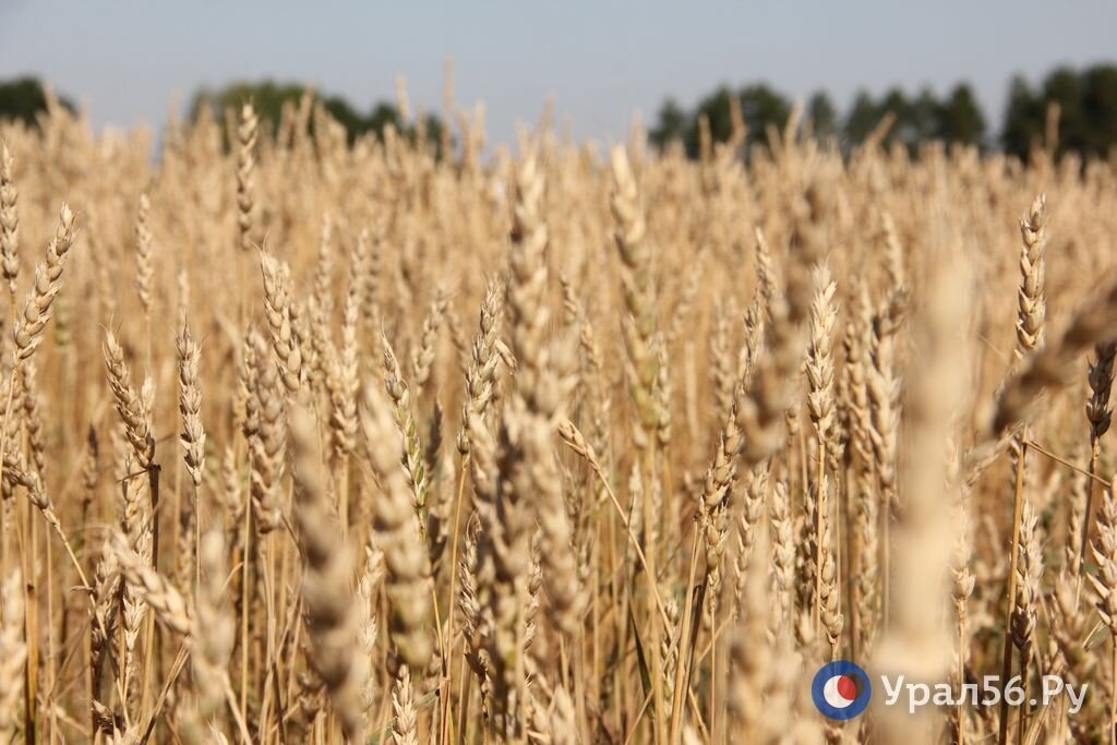    Посевная кампания – 2023. Весной в Оренбургской области в землю отправят 284 тысячи тонн семян пшеницы