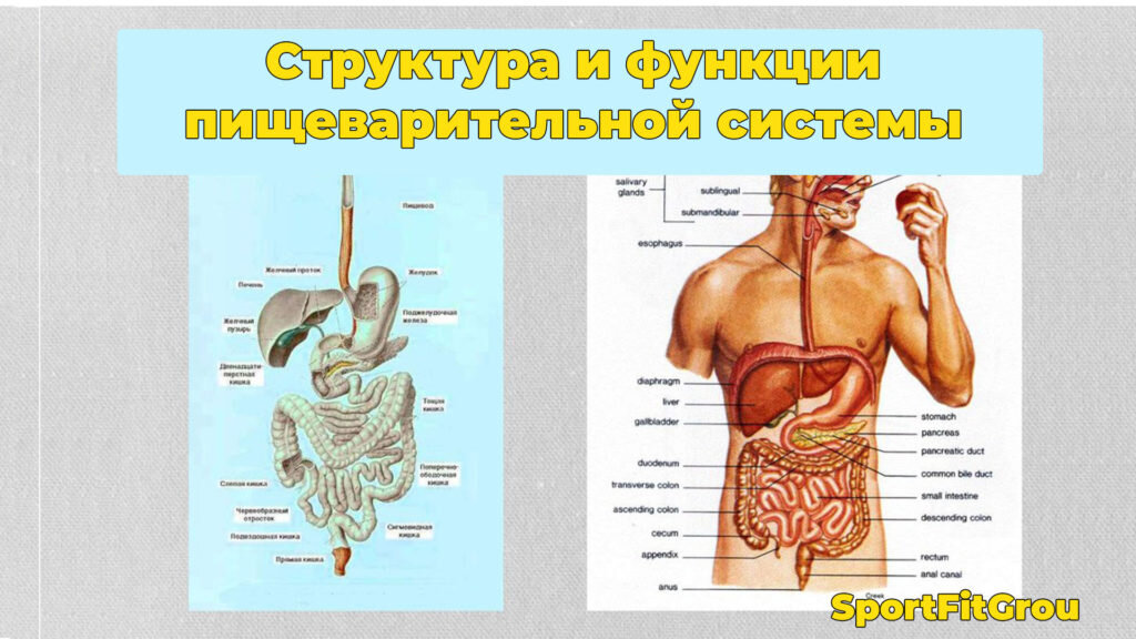    Пищеварительная система