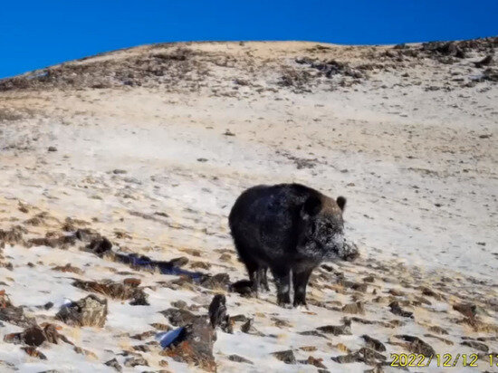     Скрин видео