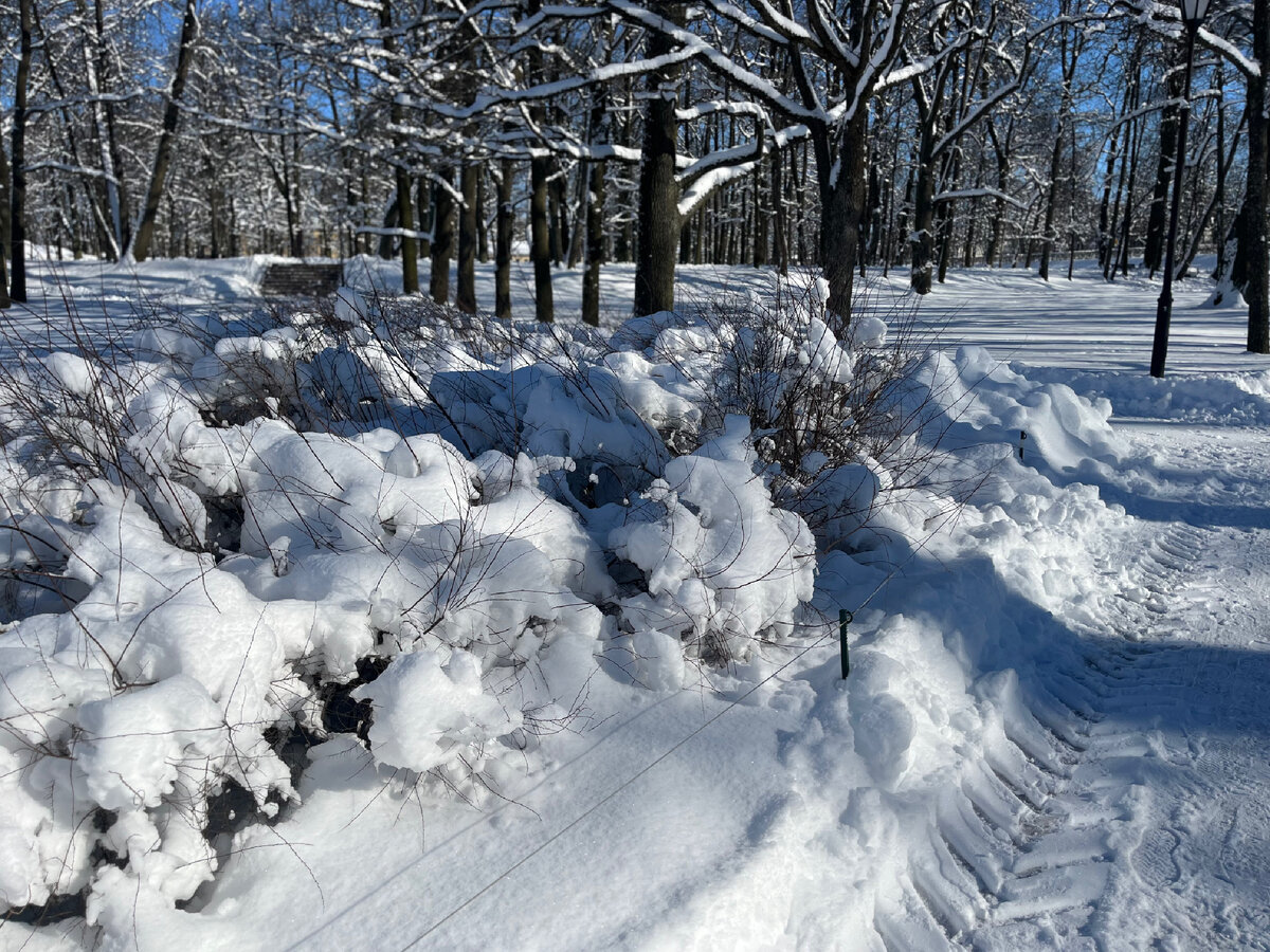 зима. какая природа какие снега. заснеженные деревья. какая природа какие снега. зима снег.