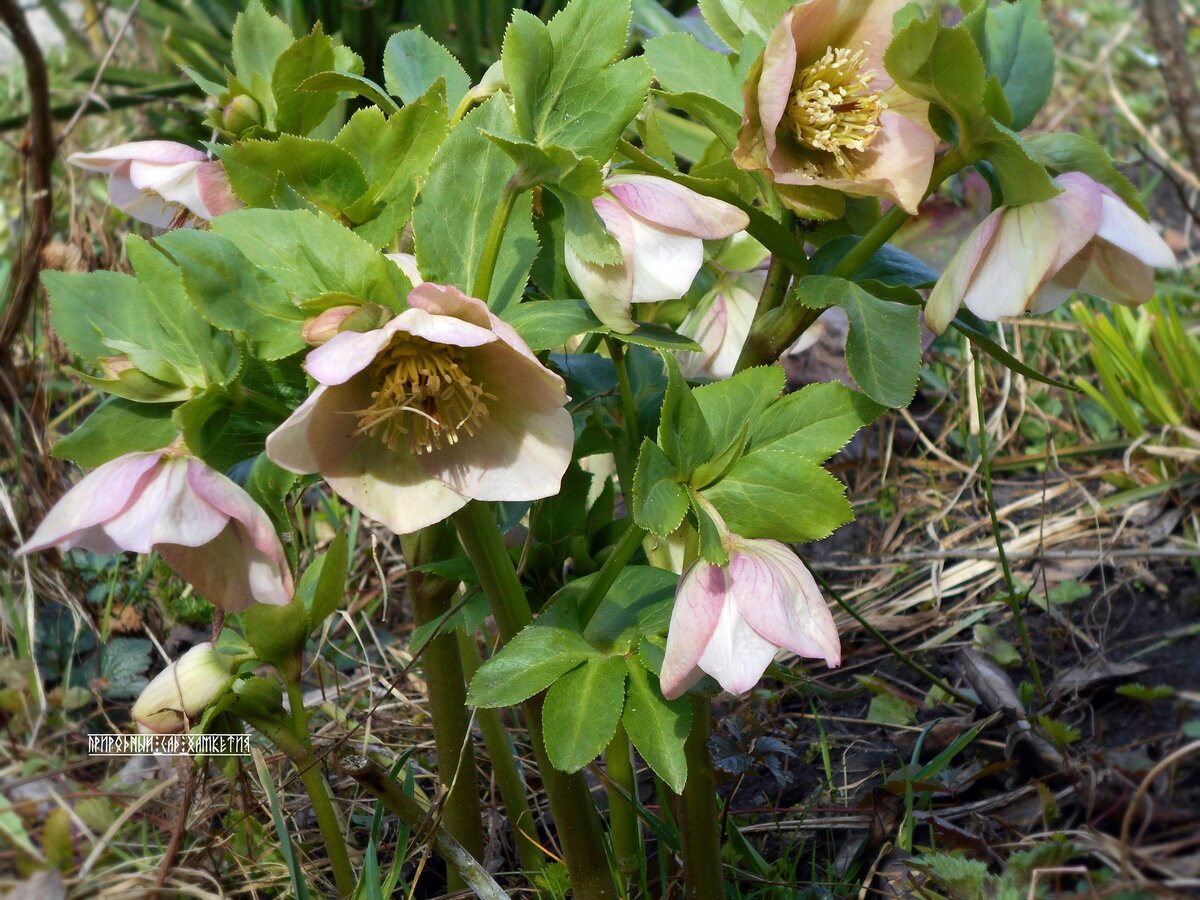 Морозник восточный