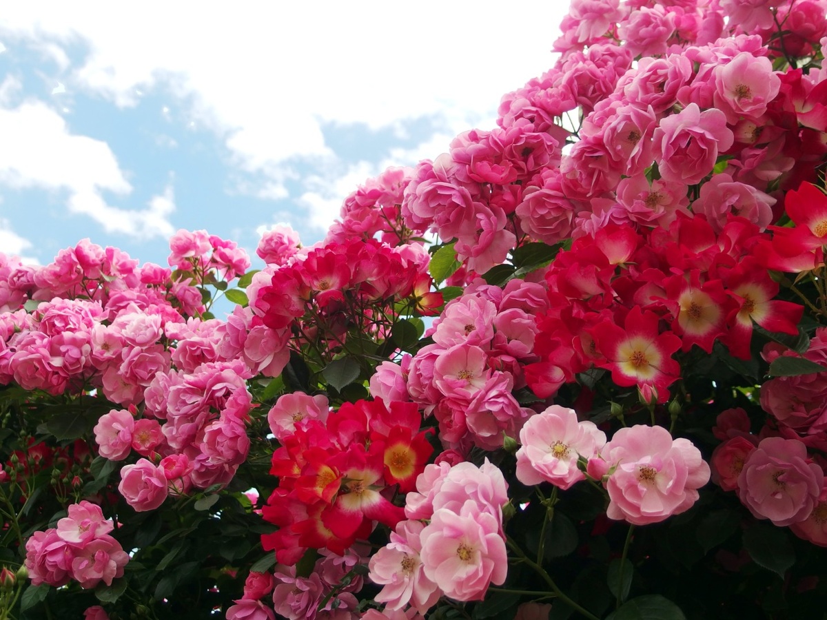 Роза флорибунда "Angela" 