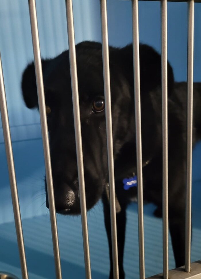 Чудо, а не собакен. Может, Ваш? | Kotavra Волонтер | Дзен