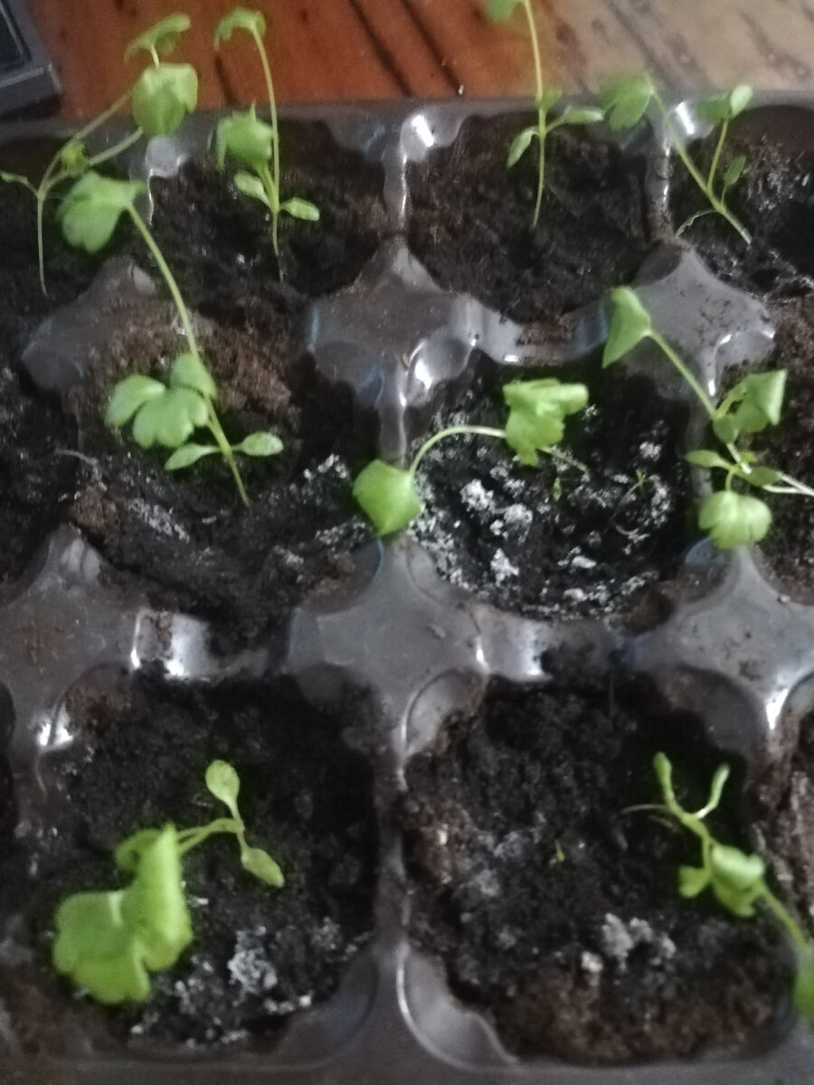 завтра надо обязательно его пересадить.