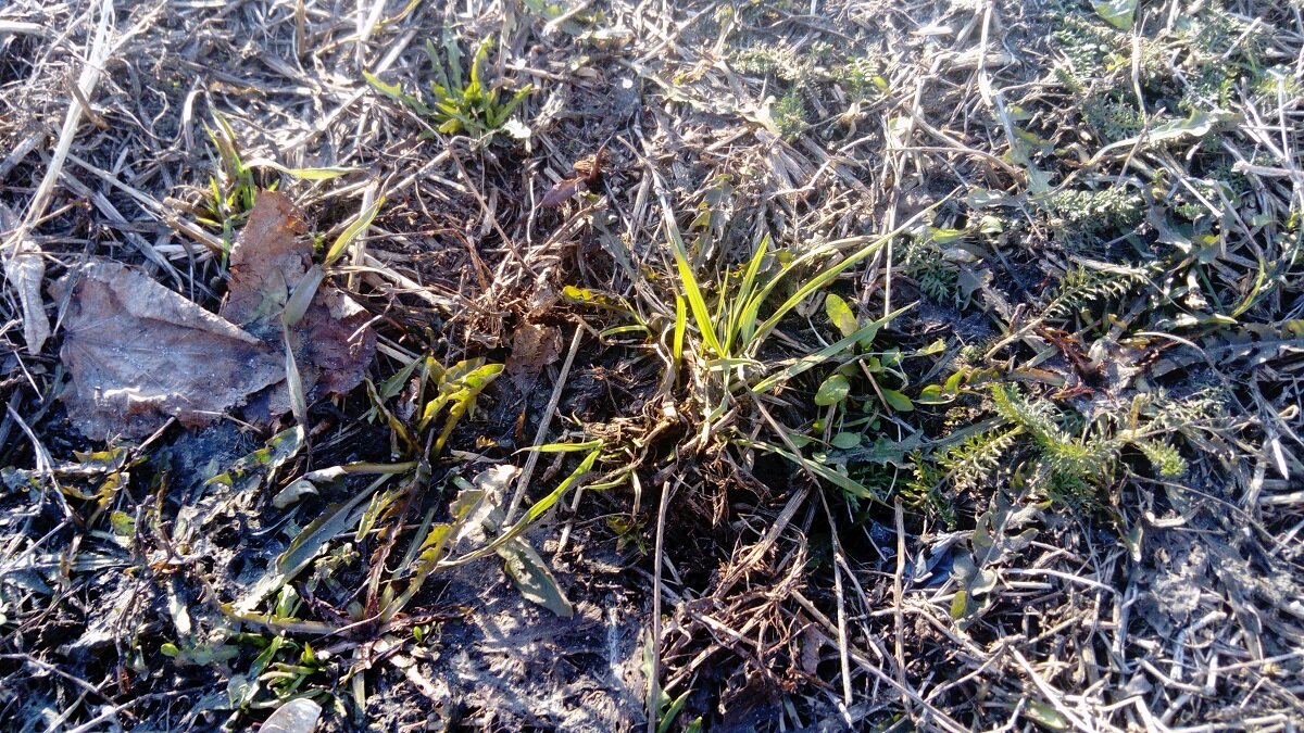 Травка зеленеет, солнышко блестит... | Фото: здесь и далее все фото автора