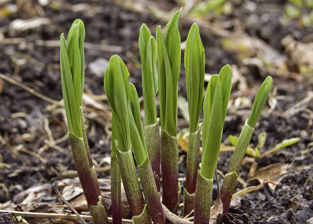 Чем черемша отличается. Allium microdictyon. Черемша. Лук черемша луковые. Корешки черемши.