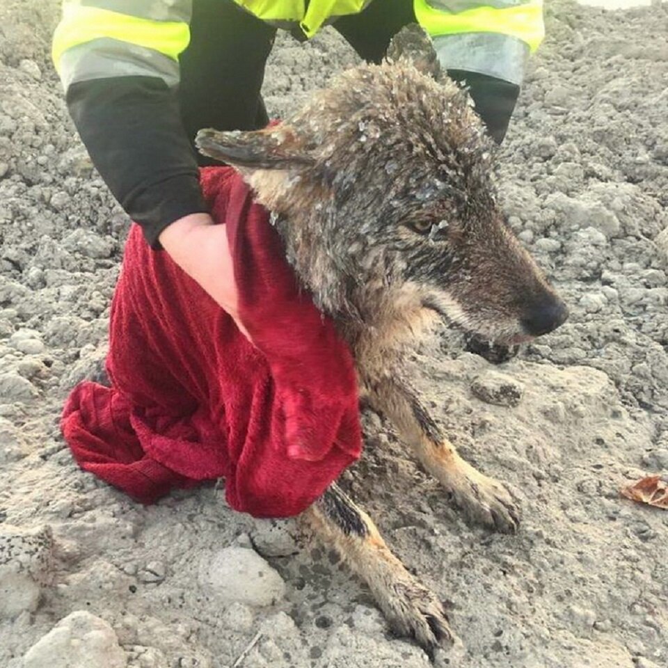 У волка даже морда покрылась льдом