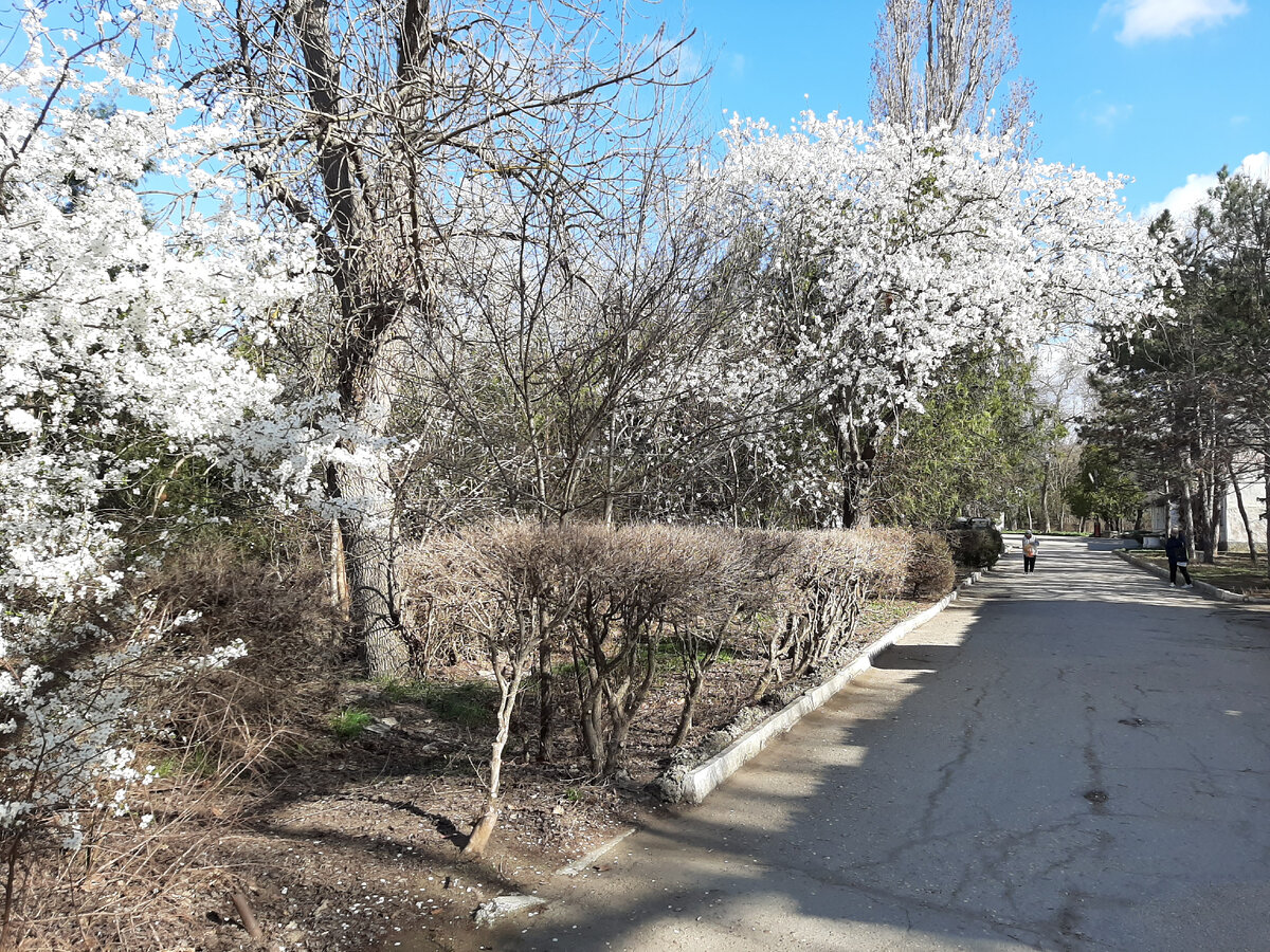 Миндаль цветёт в городском парке