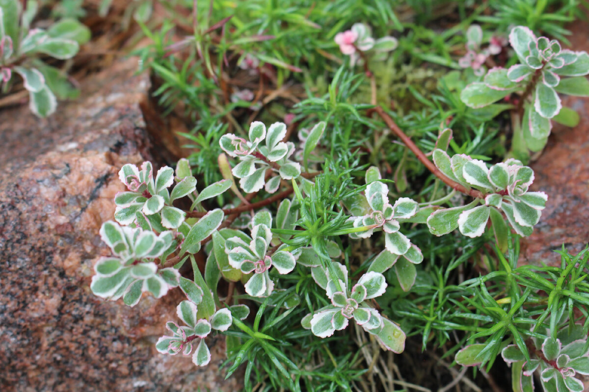Сентябрь в нашем саду