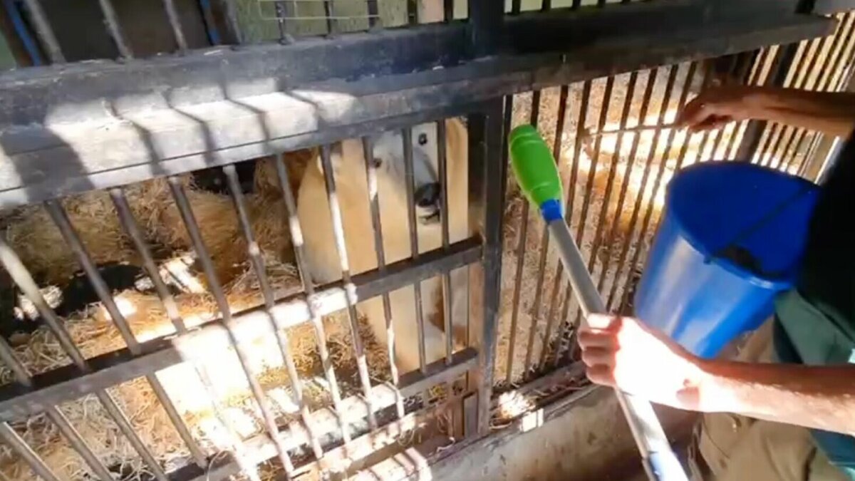     В Московском зоопарке показали, как поет спасенный в Красноярском крае медведь Диксон. Согласитесь, лучшая новость для вечера пятницы!