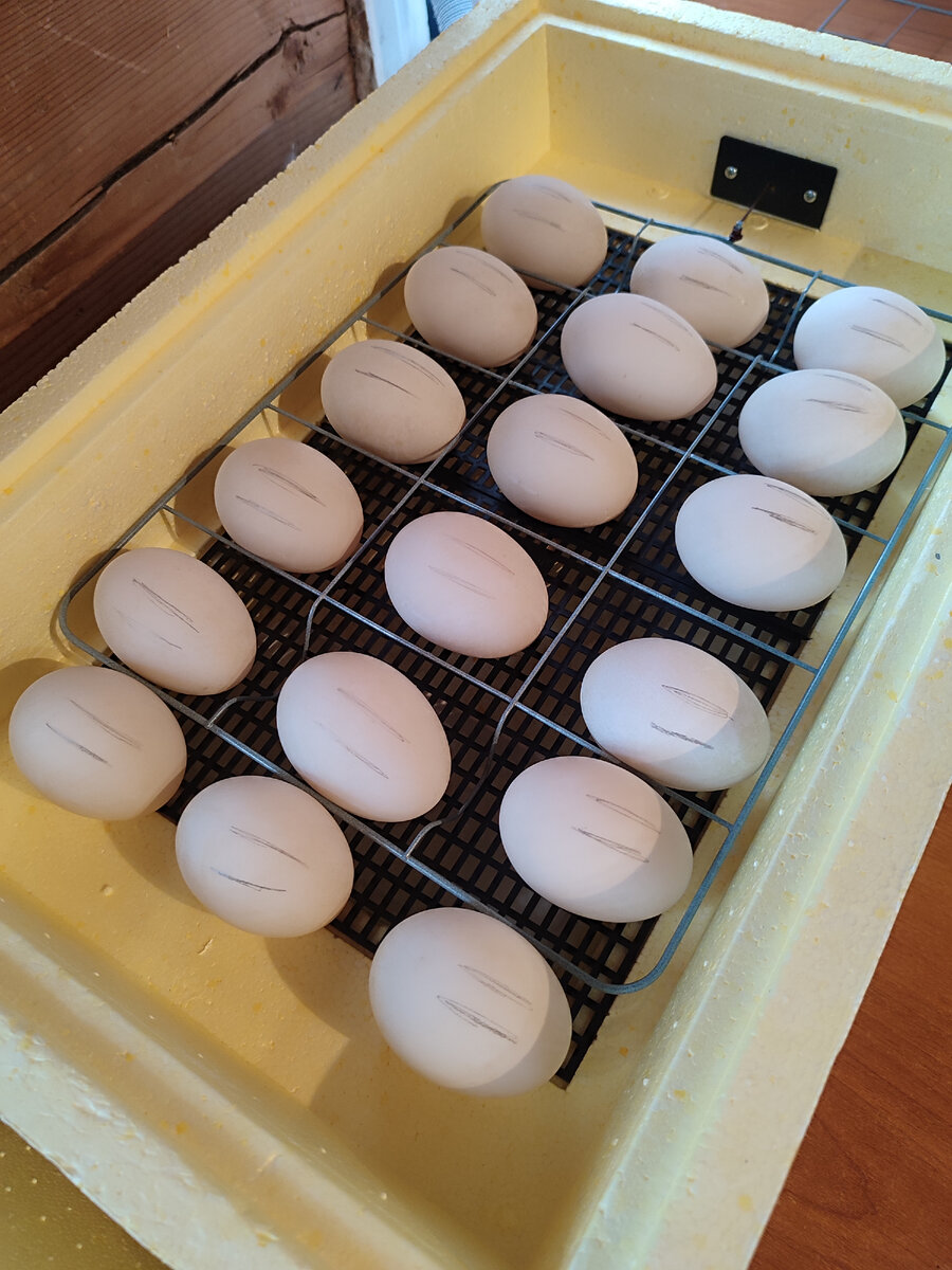 Инкубация утиных яиц(Голубой фаворит) | Дом-милый дом 🏡 | Дзен