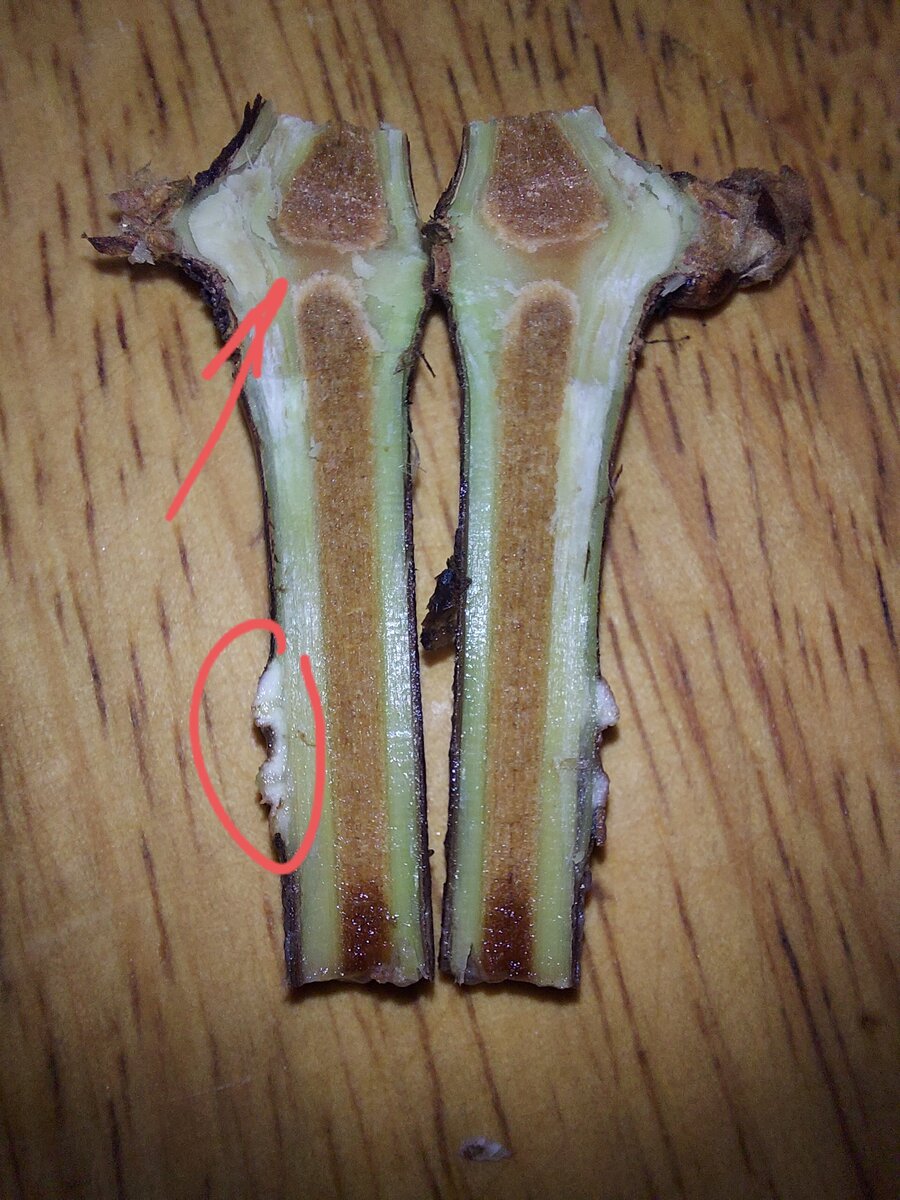 Черенок с каллусом, но нарушением проводимости.