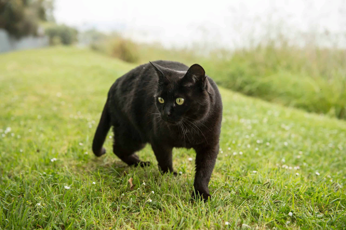 🐱Тёмное прошлое чёрных кошек: за что и почему до сих пор их обходят  стороной | Нос, хвост, лапы | Дзен