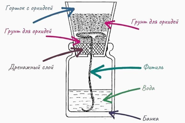 Хамедорея цветение фото