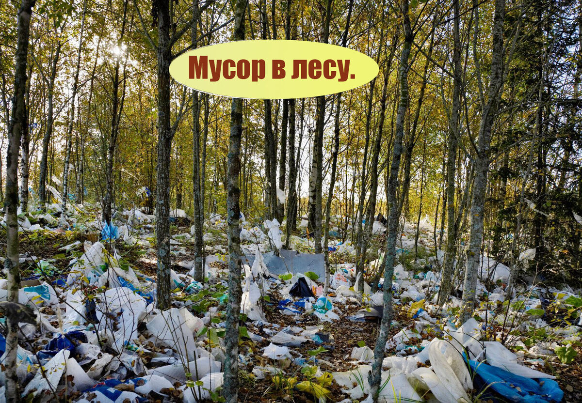 Русский лес.