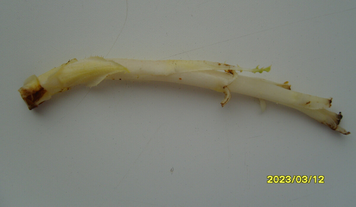 Росток от саженца розы Императрица Фарах