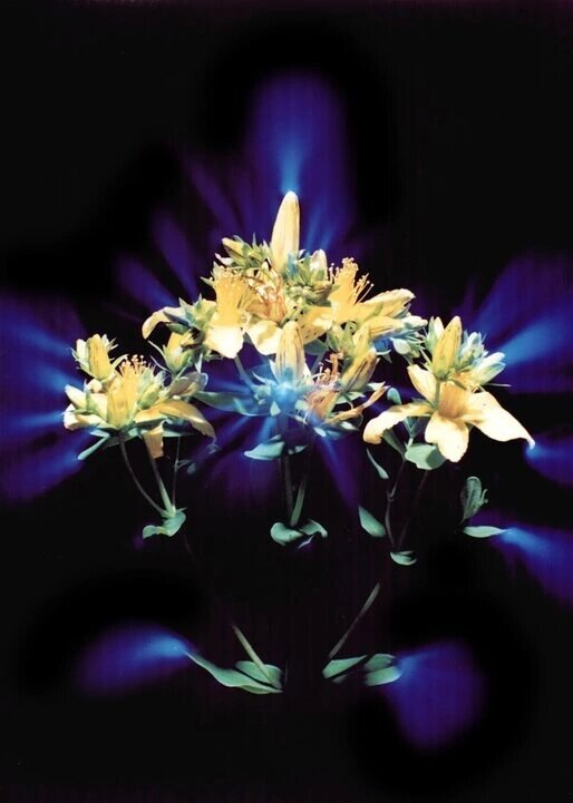 Зверобой и другие травы имеют ярко сине-голубое свечение