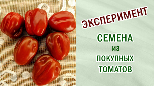 Томат неизвестный. Эксперимент .Привлекаем детей. #выращиваемовощи #томаты #помидоры