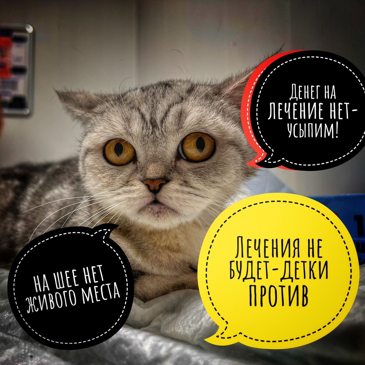 Кошечка в беде...