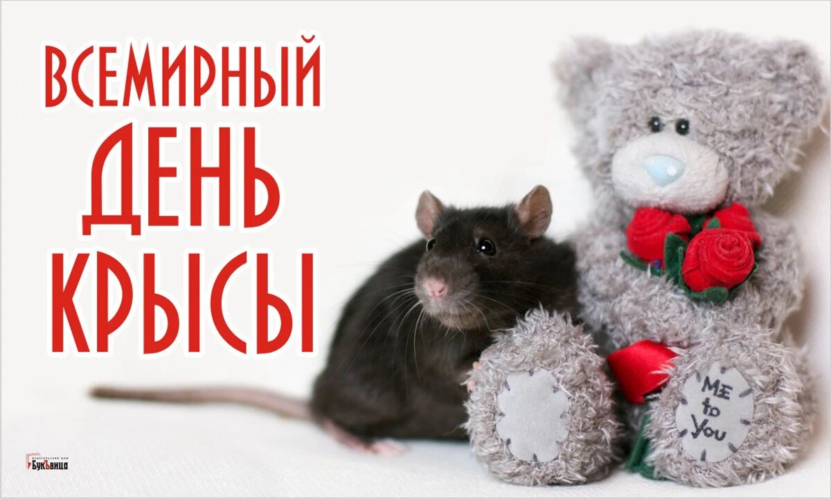 День крысы 4 апреля картинки. Всемирный день крысы. Открытка с крысой. День крысы праздник. 4 Апреля день крысы.