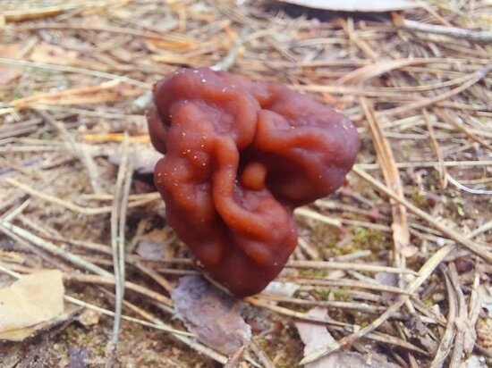     Фото: "Грибы Псковской / Рыбалка на Чудском" / ВКонтакте