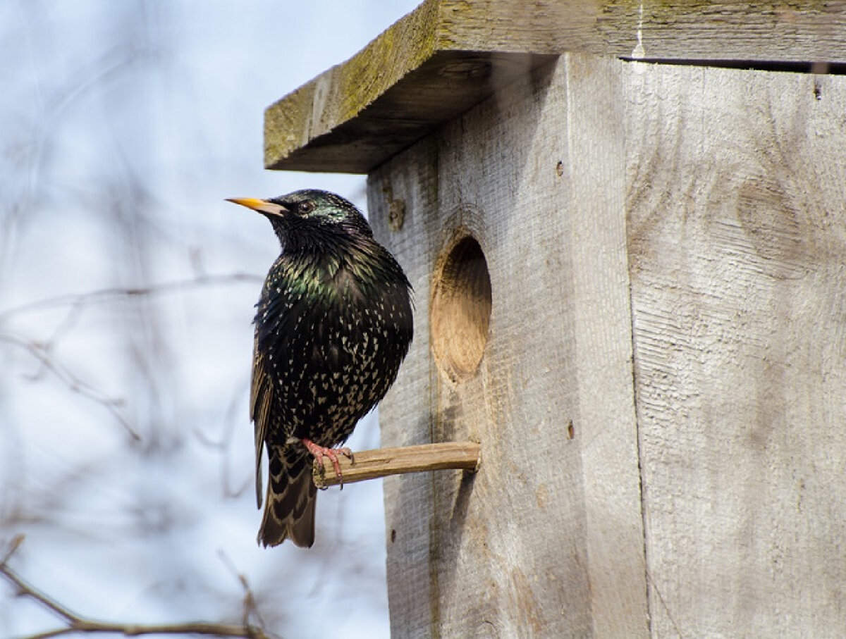   Фото: Комлесхоз МО / Анна Евсеева