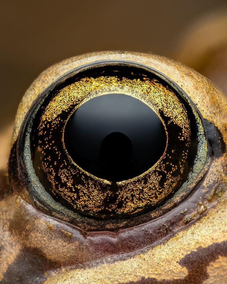 Источник: https://www.reddit.com/r/MacroPorn/comments/121ianp/frogs_eye_oc