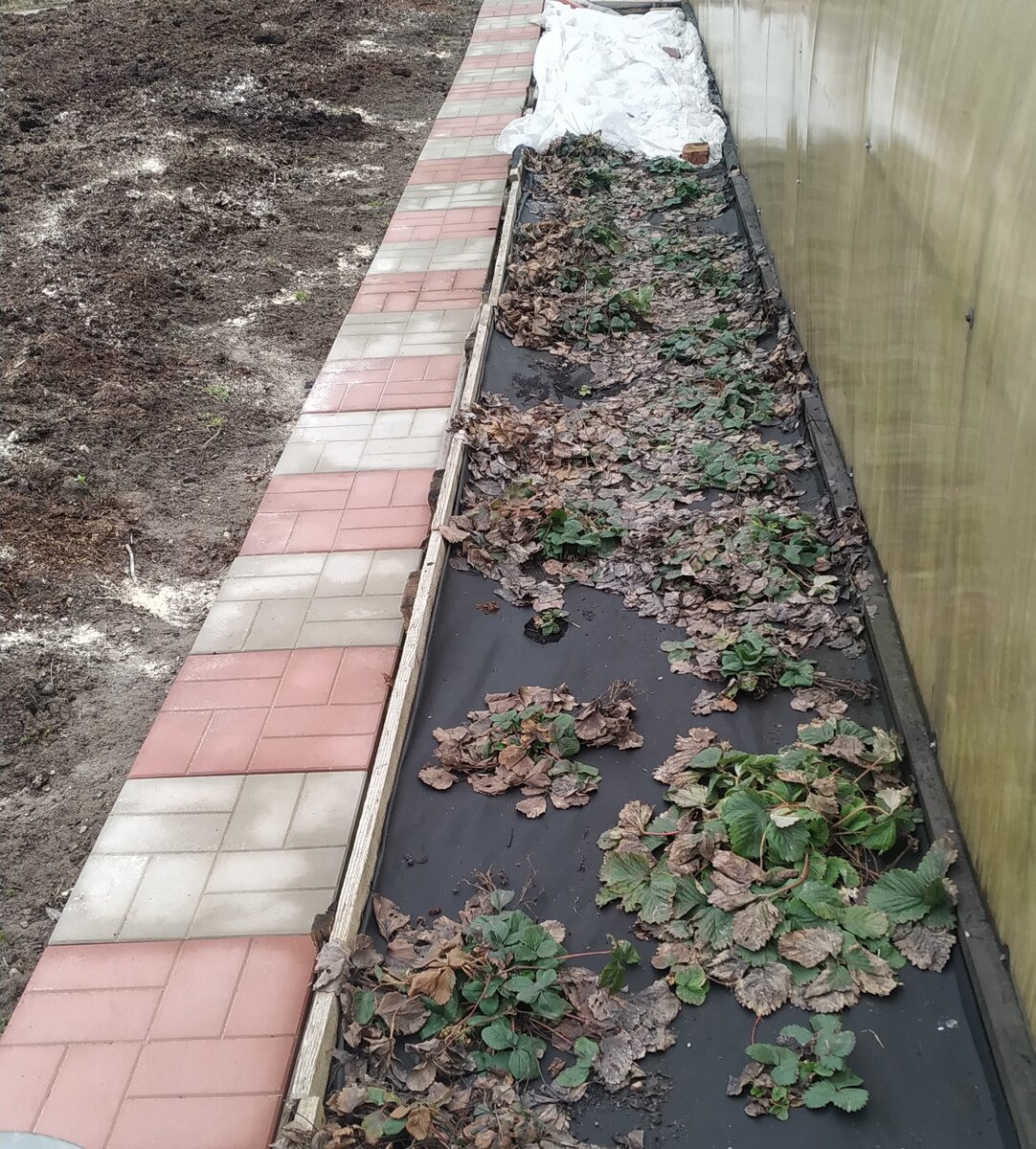 Вот так ремонтантная клубника стала выглядеть после зимовки