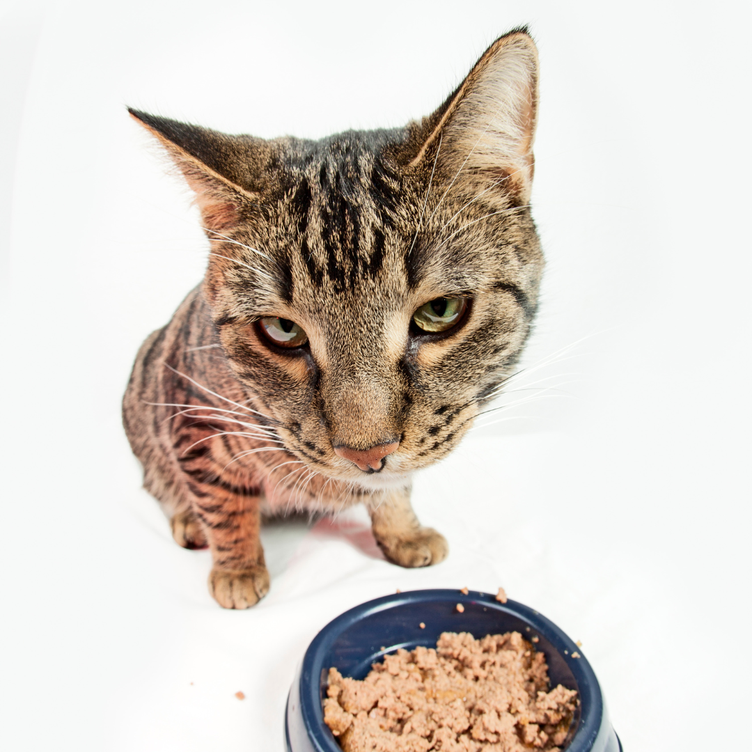 Почему кошка «закапывает» миску с едой? | Котик в доме | Дзен