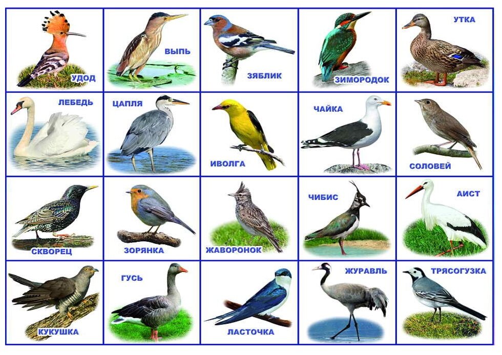 Наименование птиц с картинками