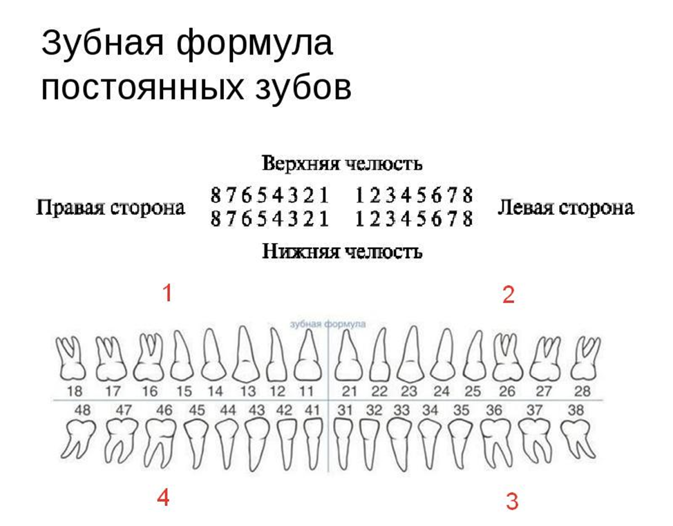 Стоматология номера зубов схема