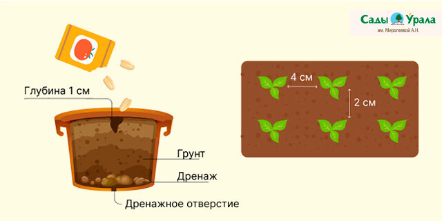 Глубина посева семян перца