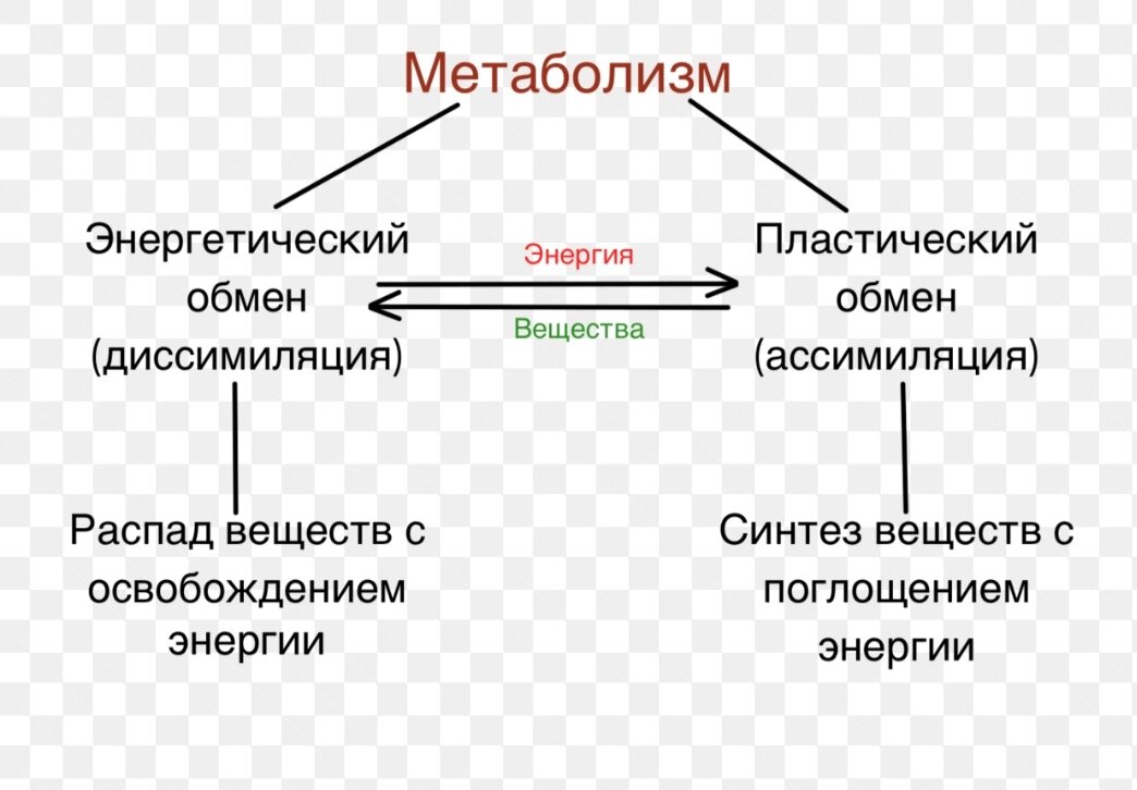 Пластический обмен веществ