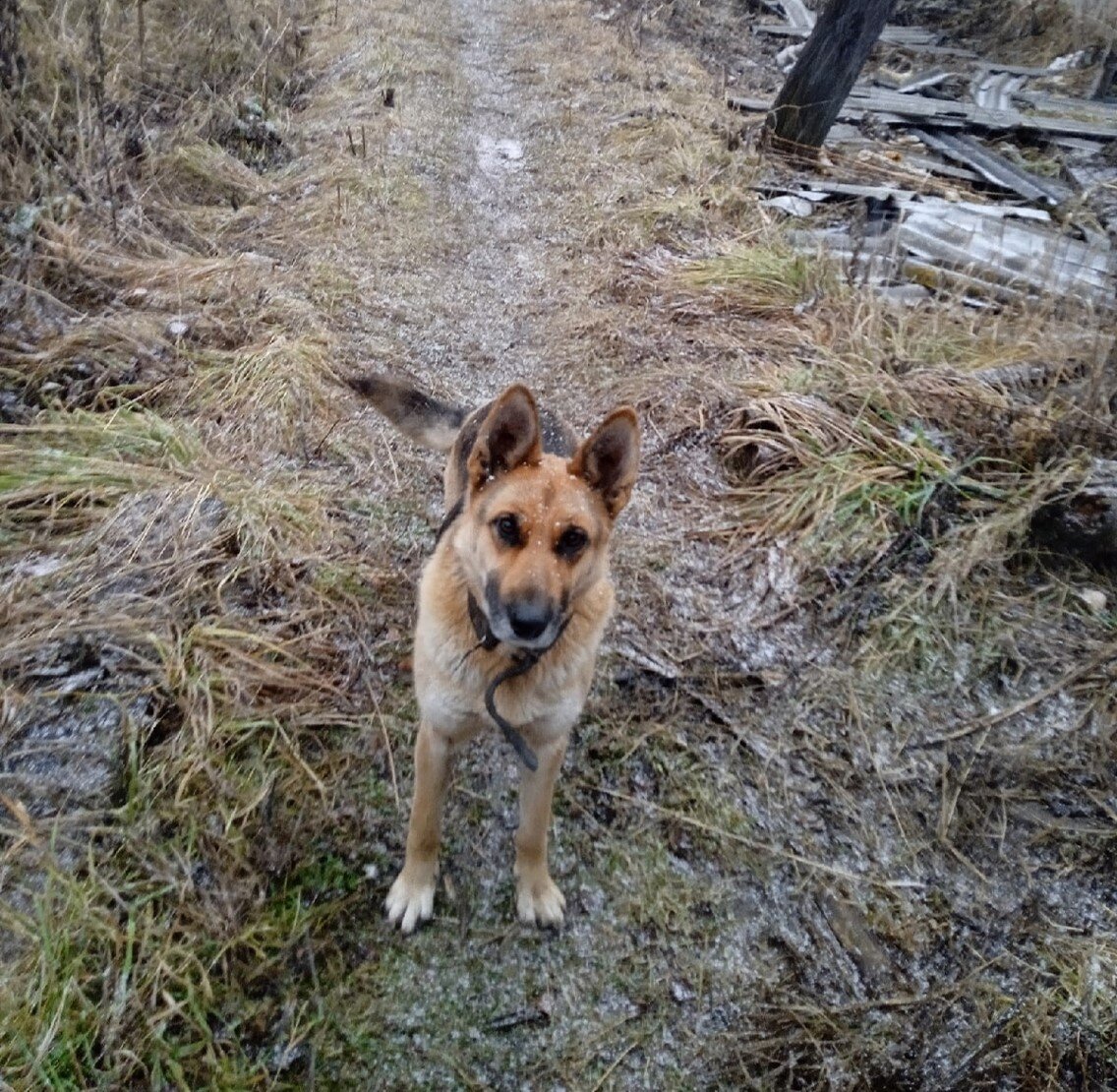 Такое фото отправила нам Лидия. Фото было еще прошлогодним.
