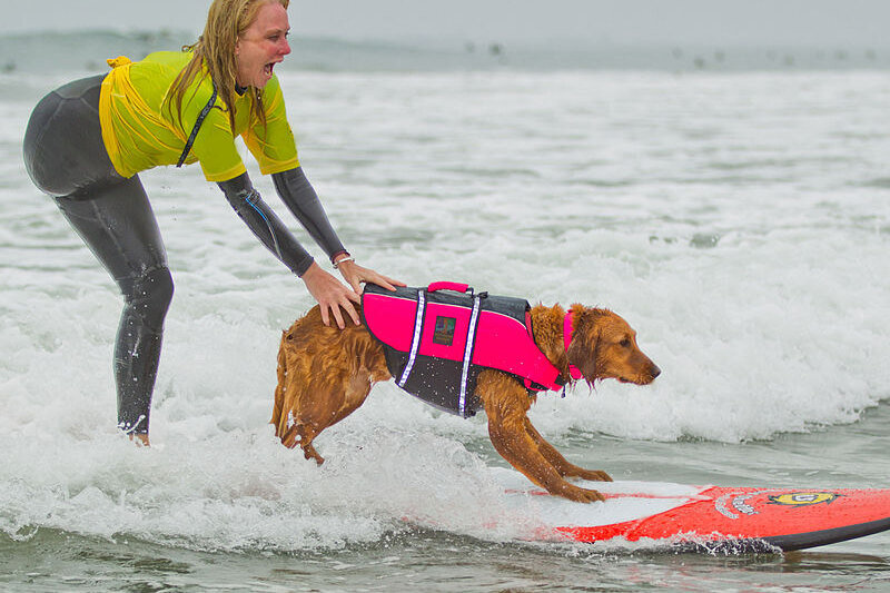     Умерла первая в мире собака-серфер. Посмотрите, как пес справлялся со стихией