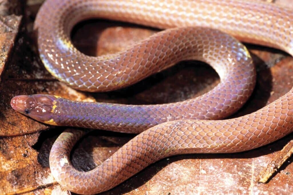    Pseudorabdion longiceps, дальний родственник ужа / ©Brown et al., 2013