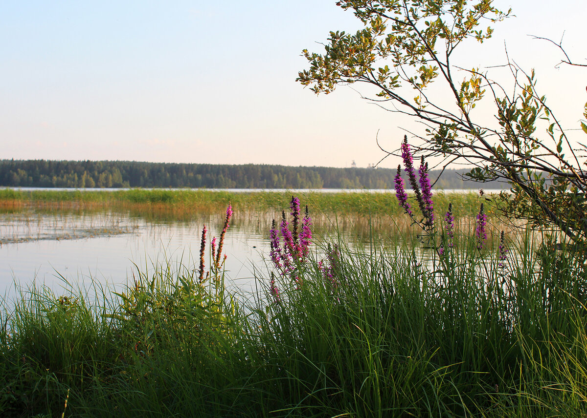 Большое Лебяжье озеро. Фото автора.